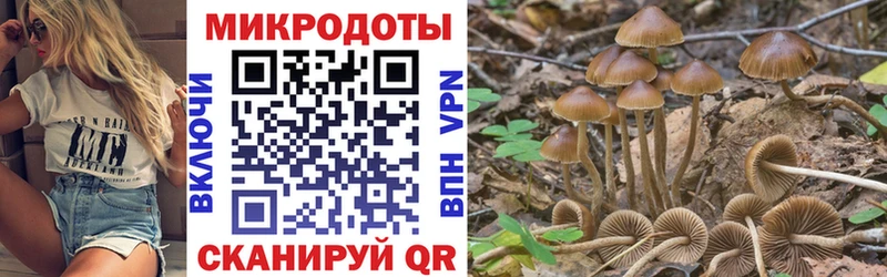 Галлюциногенные грибы Psilocybe  Новотитаровская 